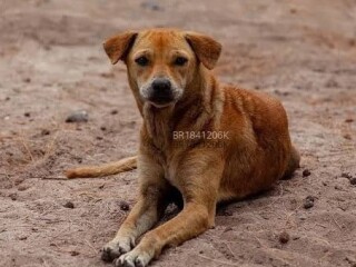 Conheca Sinss Acompanhante Em Sete Lagoas