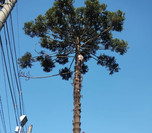 poda-de-arvores-e-remocao-de-arvores-na-grande-sao-paulo-capela-do-socorro-servicos-especializados-big-0